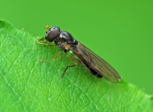 Réf. 315 831 : Melanostoma scalare